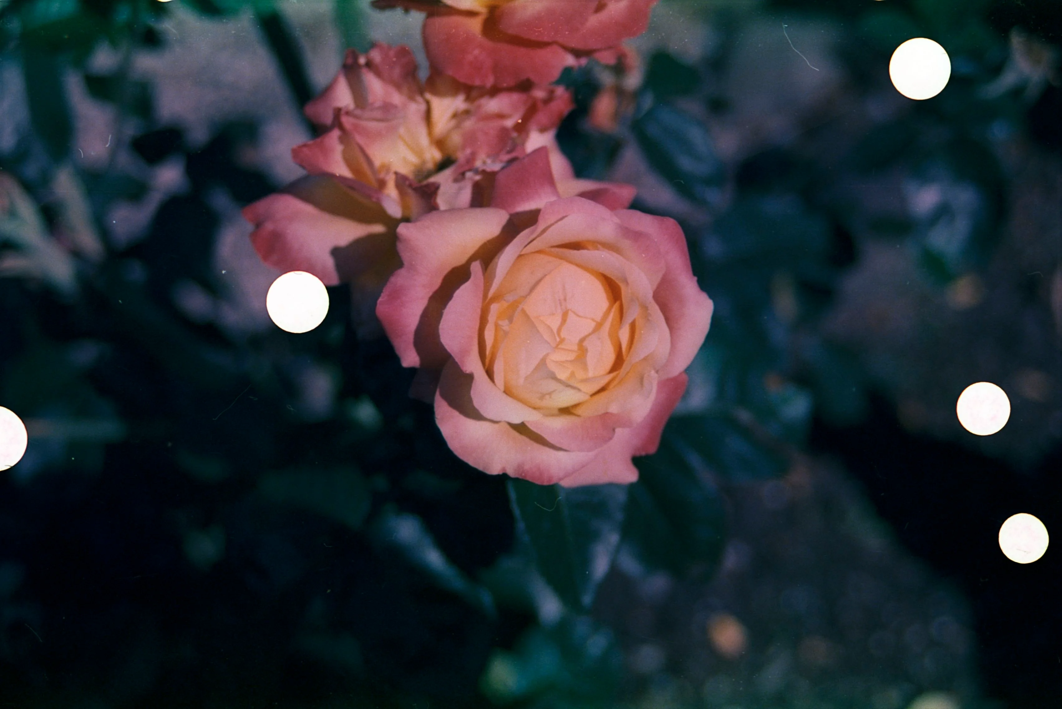 image1.jpg