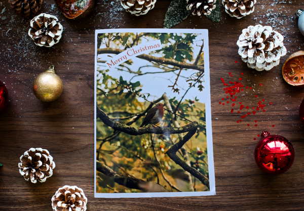 5x Customisable Robin Christmas / Greetings Card