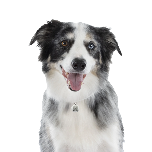 PetSafe QR Code Pet ID Tag – The Modern Way to Keep Your Pet Safe - Image 2